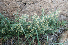 Galium multiflorum
