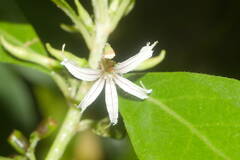 Scaevola procera