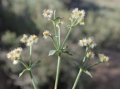 Galium multiflorum