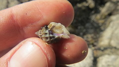 Crassilabrum crassilabrum