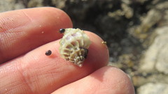 Crassilabrum crassilabrum