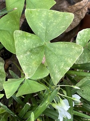 Oxalis triangularis