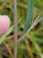 Symphyotrichum boreale