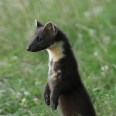 European Pine Marten photo 2