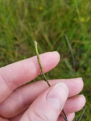 Symphyotrichum boreale