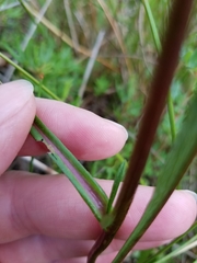 Symphyotrichum boreale