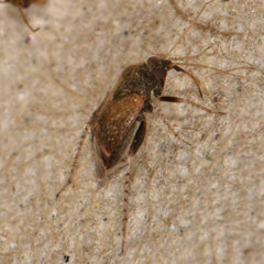 Psallus variabilis