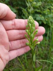 Platanthera lacera