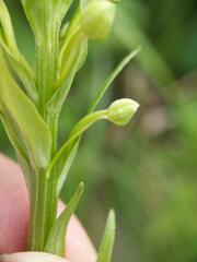 Platanthera lacera
