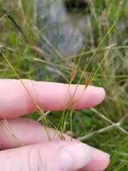 Rhynchospora capillacea