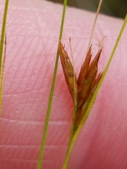 Rhynchospora capillacea