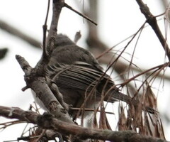 Serpophaga nigricans
