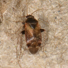 Psallus variabilis