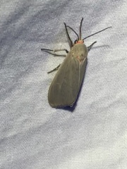 Pygarctia murina