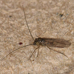 Blastopsocus lithinus