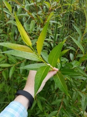 Salix lucida