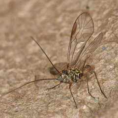 Blastopsocus lithinus