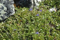 Campanula uniflora