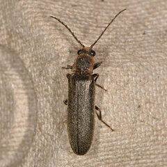 Denticollis denticornis