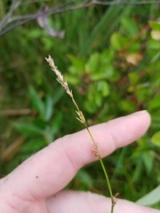 Carex prairea
