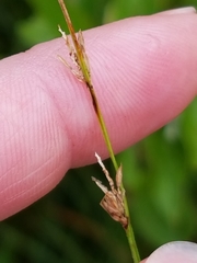 Carex prairea