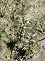 Crassula aquatica