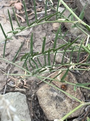 Astragalus oocalycis