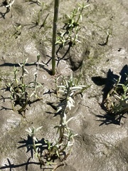 Crassula aquatica
