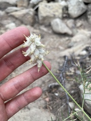 Astragalus oocalycis