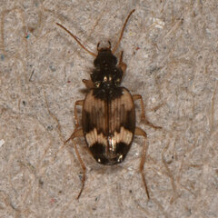 Tetragonoderus fasciatus