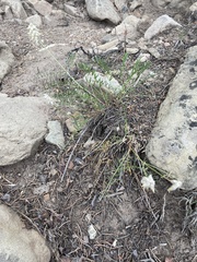 Astragalus oocalycis