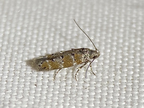 Pine Needleminer Moths photo 4