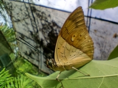Archaeoprepona amphimachus