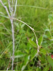 Carex prairea