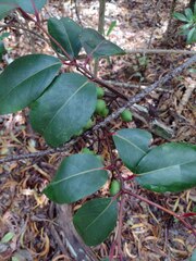 Xylosma hawaiensis