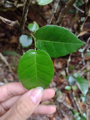 Streblus pendulinus