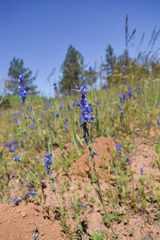 Delphinium depauperatum