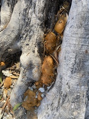 Fuscoporia gilva