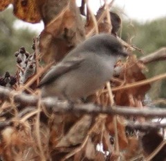 Serpophaga nigricans