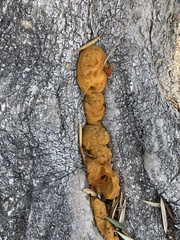 Fuscoporia gilva