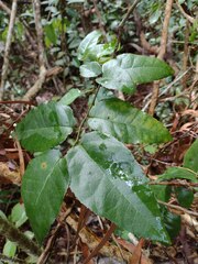 Streblus pendulinus
