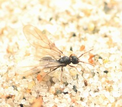 Tetramorium atratulum