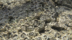 Notochthamalus scabrosus