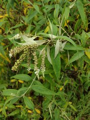 Buddleja asiatica