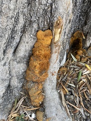Fuscoporia gilva