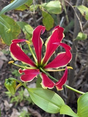 Gloriosa