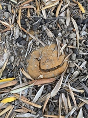 Fuscoporia gilva