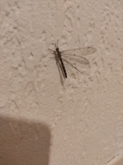 Neuroleon egenus