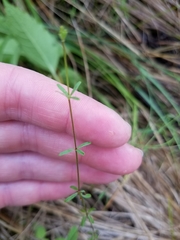 Galium labradoricum