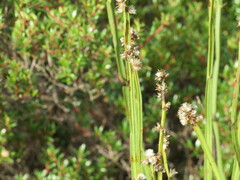 Baccharis sagittalis
